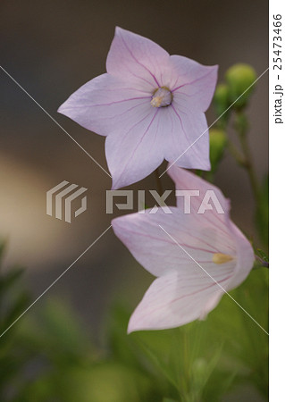 桔梗 25473466