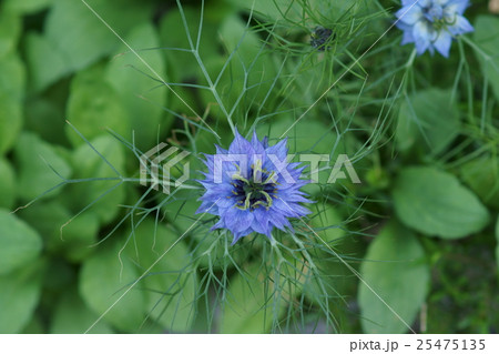 黒種草 クロタネソウ 花言葉は「夢で会いましょう」 黒種草 クロタネソウ 花言葉は「夢で会いましょう」 25475135