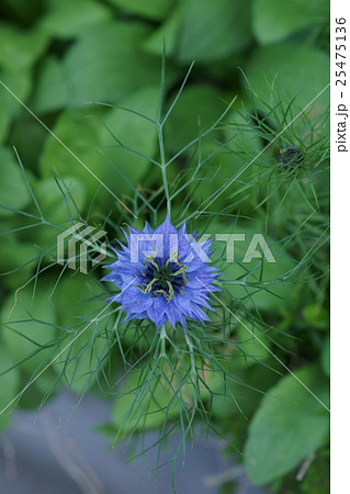 黒種草　クロタネソウ　花言葉は「夢で会いましょう」 25475136