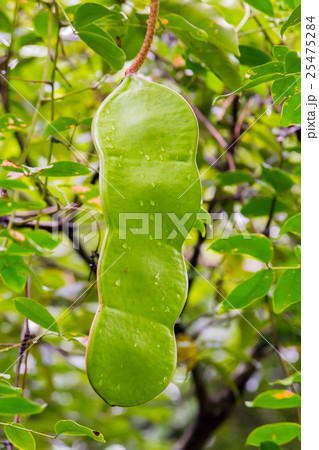 モダマ（藻玉） 25475284