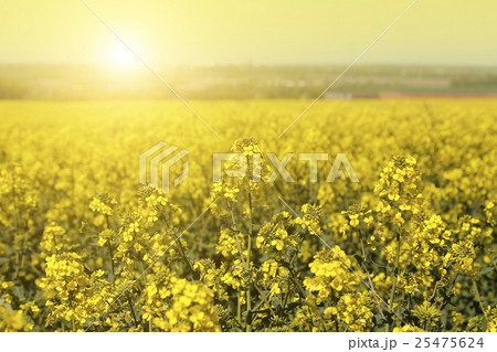 Field of flowers winter cress 25475624