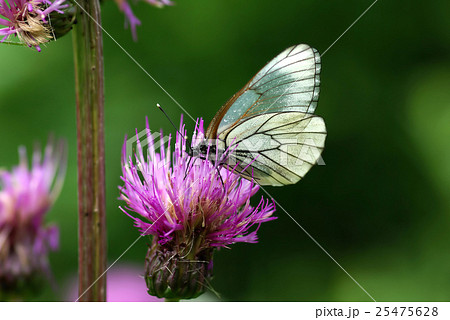 Black-veined White butterfly (Aporia crataegi) Black-veined White butterfly (Aporia crataegi) 25475628