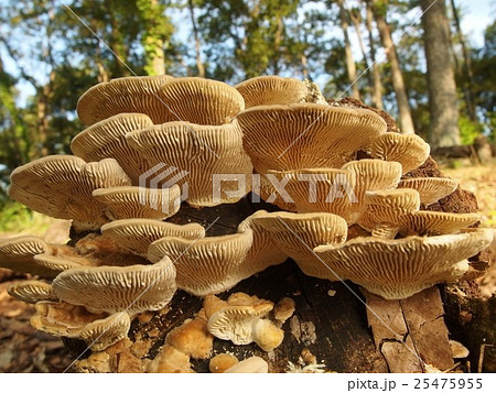 カイガラタケ カイガラタケ 25475955