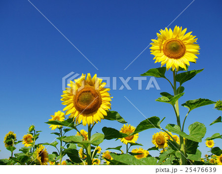 sunflower field 25476639