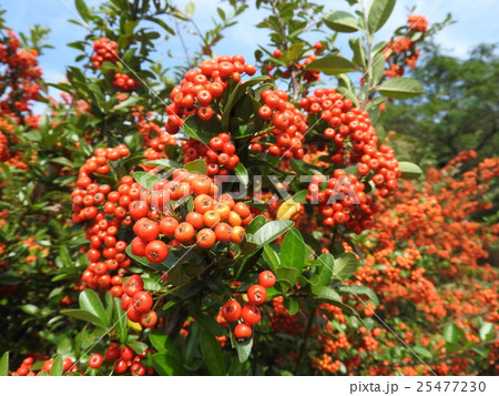 鈴なりに実ったピラカンサスの実 25477230