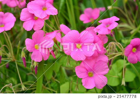 ハナカタバミ 25477778