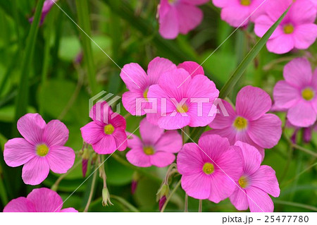 ハナカタバミ 25477780