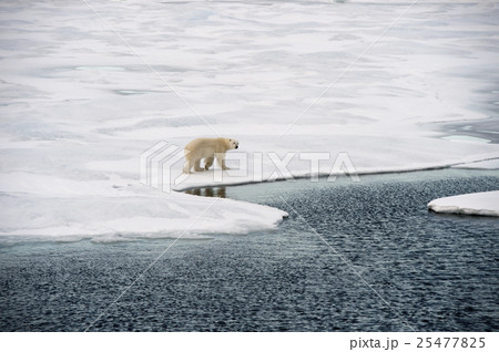 Polar bear walking on sea ice Polar bear walking on sea ice 25477825