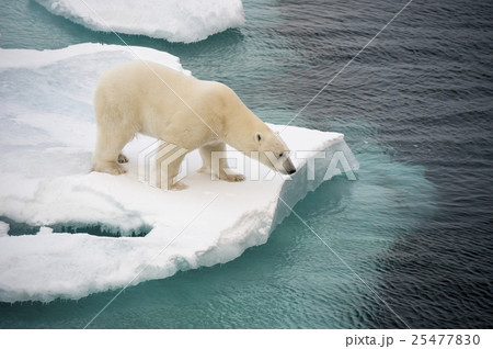 Polar bear walking on sea ice 25477830