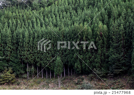 世界遺産　吉野山の吉野杉 25477968