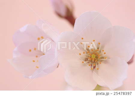 桜 25478397