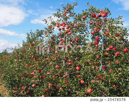 リンゴ畑の写真素材