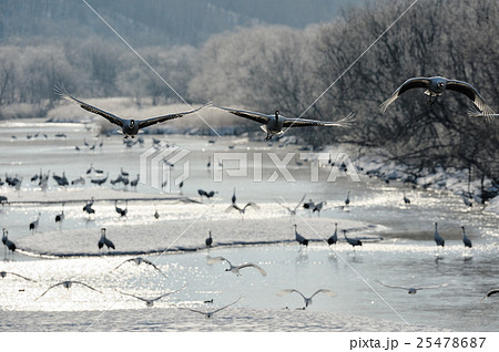 樹氷とたくさんのタンチョウの飛翔姿 25478687