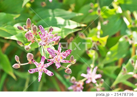 ホトトギスの花 25478736