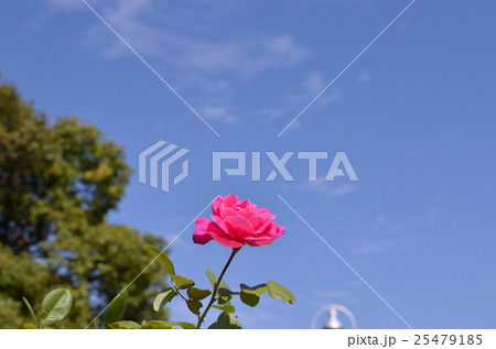 秋の公園 25479185