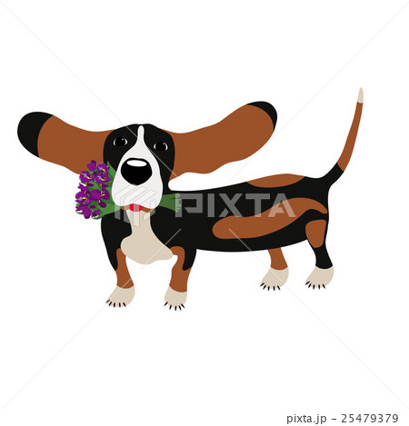 dog Basset Hound with a bouquet of irises isolated dog Basset Hound with a bouquet of irises isolated 25479379