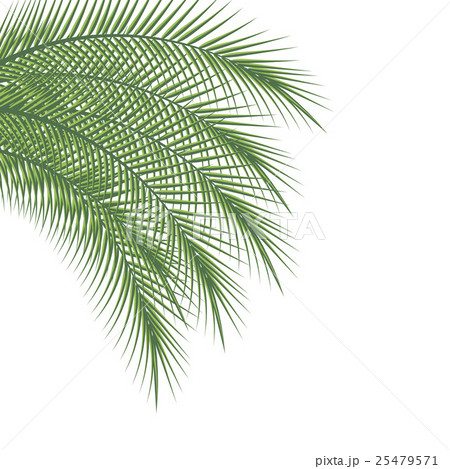 Branches of palm trees 25479571