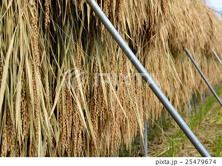 稲木干し　稲架掛け 25479674