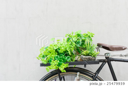 Green plant on the back seat bicycle on gray wall 25479939