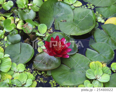 Bright green water lilies in the pond 25480022