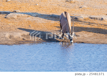 Oryx kneeling and drinking from waterhole Oryx kneeling and drinking from waterhole 25481371