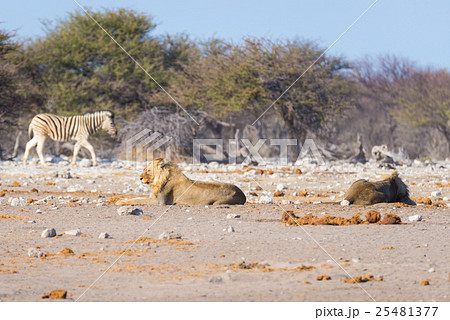 Two young male lazy Lions lying down on the ground Two young male lazy Lions lying down on the ground 25481377