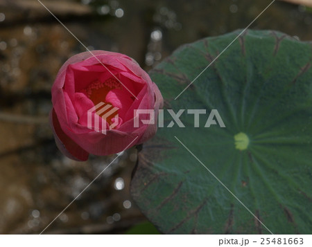 Lotus flower and plants Lotus flower and plants 25481663