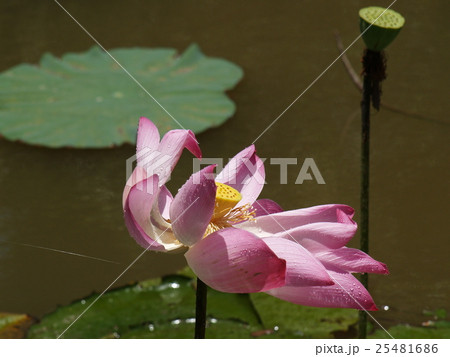 Lotus flower and   plants 25481686
