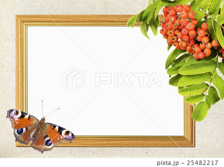 frame with bunch of mountain ash and butterfly 25482217