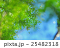 緑葉 緑色の葉 青葉 25482318
