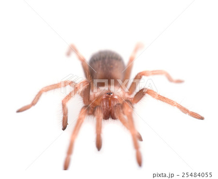 Brachypelma vagans spider Isolated Brachypelma vagans spider Isolated 25484055
