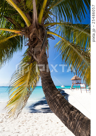 Tropical white sand beach with coconut palm trees 25486057