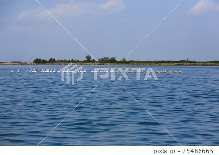 Flock of pink flamingos 25486665