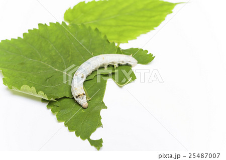 カイコの観察 カイコの観察 25487007