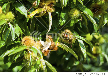 木になる栗 木になる栗 25487041