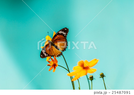 butterfly on flower (Common tiger butterfly) butterfly on flower (Common tiger butterfly) 25487091