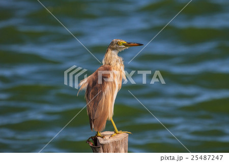 Chinese Pond Heron in the nature 25487247