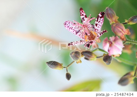 ホトトギスの花 25487434