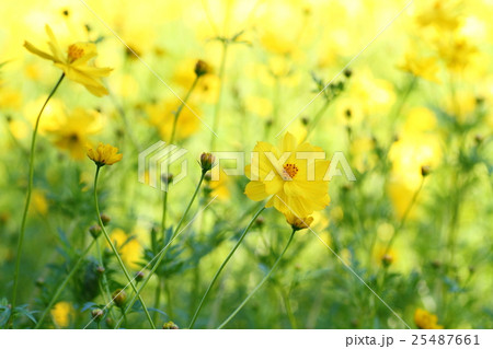キバナコスモスの花 25487661