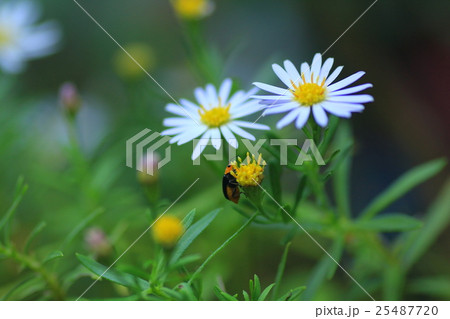 昆虫と花 昆虫と花 25487720
