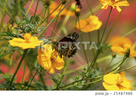 キバナコスモス アカタテハ キバナコスモス アカタテハ 25487986