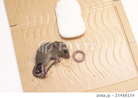 ネズミ捕りシート ネズミ捕りシート 25488154