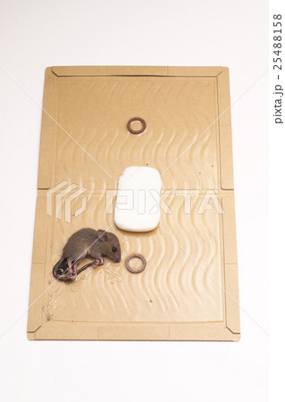 ネズミ捕りシート 25488158