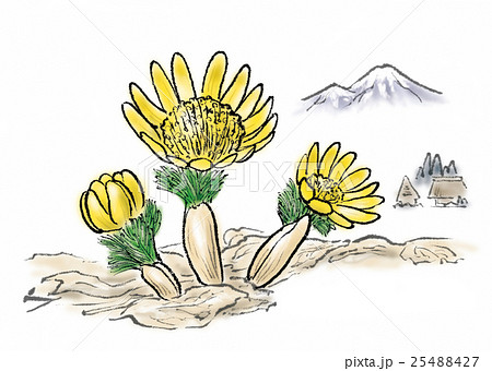 福寿草 福寿草 25488427