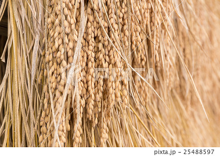 天日干し　9月 25488597