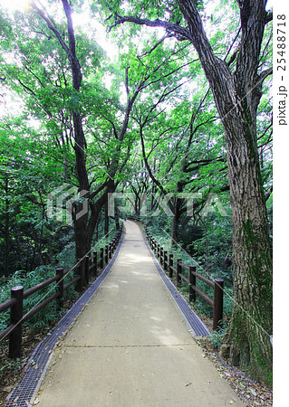 生田緑地 25488718