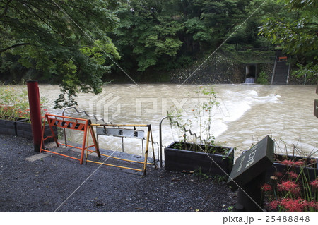 大雨で水没したドレミファ橋と巾着田ヒガンバナ(2016年) 大雨で水没したドレミファ橋と巾着田ヒガンバナ(2016年) 25488848