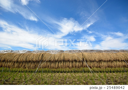 刈り取った稲を稲木に掛けて天日干し 25489042