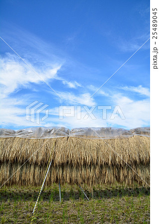 刈り取った稲を稲木に掛けて天日干し 25489045