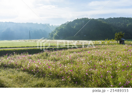 篠山の牧歌的朝の風景 篠山の牧歌的朝の風景 25489355
